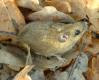 Mammals: Wood Mouse (Apodemus sylvaticus)